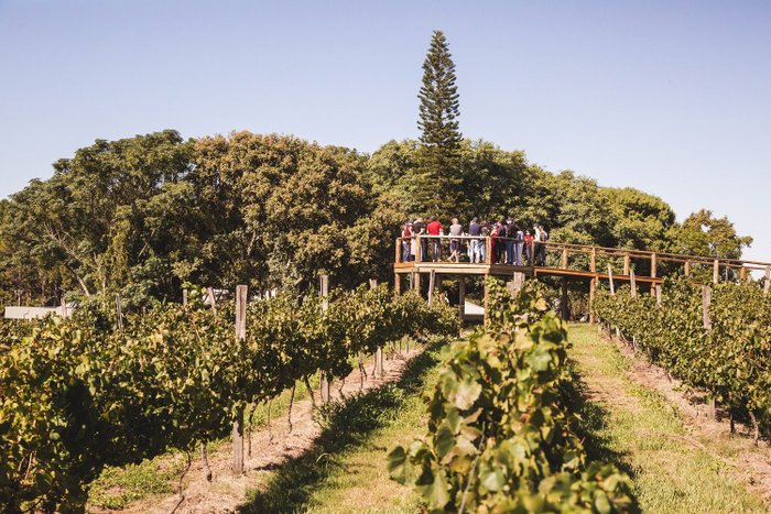 Divulgação / Miolo Wine Group