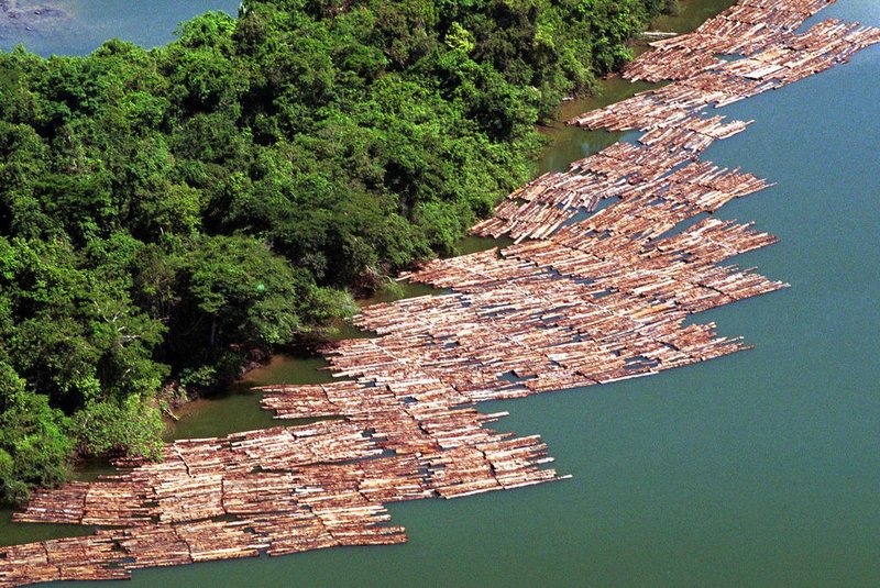 Fotografia tomada por la organizacion ecologista Greenpeace, el 27 de octubre de 2001, proximo al rio Carajari en la Amazonia Brasilena. El Gobierno de Brasil prohibio el 05 de diciembre de 2001 la tala de arboles tipo "mogno" en la Amazonia, tras denuncias de organizaciones ecologistas y del Instituto Brasileno de Proteccion del Medio Ambiente. La tala de estos arboles fue realizada ilegalmente en tierras indigenas y comercializada internacionalmente por la conocida como "mafia del mogno". AFP PHOTO/©2001-GREENPEACE/ Daniel Beltra       /    NO ARCHIVE  foto não publicada Fonte: AFP Fotógrafo: DANIEL BELTRA<!-- NICAID(814958) -->