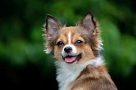 PORTO ALEGRE, RS, BRASIL, 06-07-2025: Cachorro Chihuahua. Foto: MrPreecha/stock.adobe.comFonte: 370686183<!-- NICAID(16074475) -->