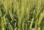 Os desafios para o trigo que estão “fora” da lavoura
