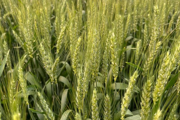 Carlos Pires / Divulgação