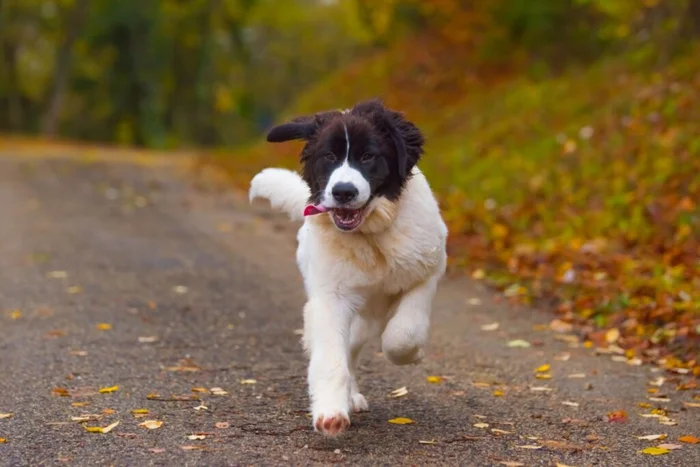 Pandas / Shutterstock | Portal EdiCase
