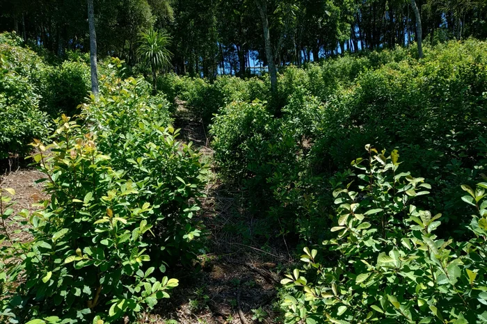 Moisés Openkoski / Divulgação Moisés Openkoski / Divulgação