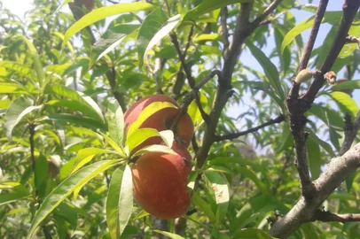 Produção de pêssego após a enchente. <!-- NICAID(15611603) -->