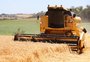 Área de trigo ficou 14,26% menor no RS na atual safra de inverno