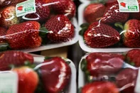 PORTO ALEGRE, RS, BRASIL, 25-07-2025: O fenômeno recente da Internet, o Morango do Amor, faz as vendas da pseudo-fruta aumentarem em bancas e mercados da capital. Foto: Renan Mattos / Agência RBS<!-- NICAID(16088016) -->