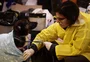 Apenas com recursos de voluntários, hospital de campanha recebe mais de 600 animais por dia
