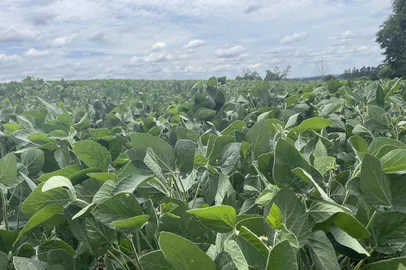 Baixa precipitação em janeiro acende alerta para produtores de soja do Norte do RS<!-- NICAID(15962713) -->