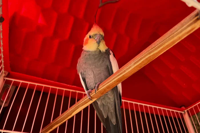 DENZEL VALIENTE / AGENCIA RBS