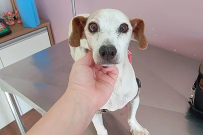 Cachorrinha resgatada dentro de mala em arroio de Santa Maria passará por cirurgia.<!-- NICAID(16100532) -->