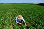 PASSO FUNDO, RS, BRASIL 17/12/2015 - Fotos de plantação de soja na propriedade do produtor rural Gustavo Gomes, de Passo Fundo. (Foto: Diogo Zanatta/Especial).Indexador:                                 <!-- NICAID(11896514) -->