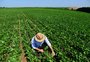 O que impacta a mudança no calendário da soja definida pelo Ministério da Agricultura