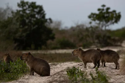 Viamão, RS, Brasil - Parque Estadual de Itapuã completa 50 anos de sua transformação em reserva ambiental. FOTO: Jonathan Heckler, Agência RBSNa imagem, Capivaras<!-- NICAID(15479584) -->