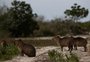 Parque Estadual de Itapuã promove projeto "Um Dia no Parque"; veja como será