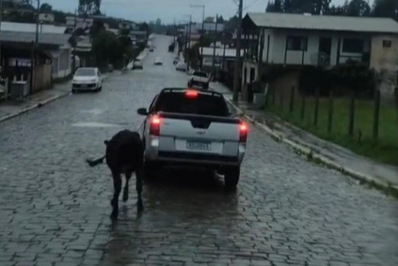 Polícia Civil investiga maus tratos a animais após vídeo compartilhado no TikTok, em São José dos Ausentes<!-- NICAID(15600051) -->
