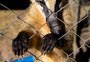 Esforços para preservar: confira as ações realizadas para proteger animais em extinção no RS