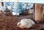 Gripe aviária é detectada em granja comercial na Argentina e exportações são suspensas