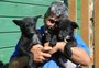 VÍDEO: cachorros resgatados durante enchente na Ilha da Pintada voltam para casa