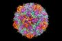 3D CG rendered image of scientifically accurate Polio Virus Capsid Structure based on PDB : 2PLV (ribbon style)Fonte: 240092477<!-- NICAID(14921371) -->