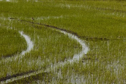 *** D. Marenco - Arroz 3 ***Plantação de arroz pré-germinado em lâmina d'água.<!-- NICAID(1997738) -->