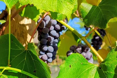 Juliana Bublitz / Agência RBS Bento Gonçalves, 23/01/2026. 3ª Pipa Parade 2026, no Centro da Indústria, Comércio e Serviços (CIC) de Bento Gonçalves<!-- NICAID(16210145) -->