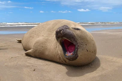 Elefante marinho<!-- NICAID(16209070) -->