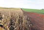 Novas doenças e alerta na agricultura e pecuária: como a mudança climática no planeta pode atingir o RS