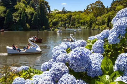 A hortênsia emprestará dessa vez seu nome ao projeto que pretende resgatar a forma como as cidades se tornaram hospitaleiras. Além do plantio que já espalhou 1,2 milhão de mudas em Gramado e 120 mil em Canela, o Projeto Hortênsias, vai visitar, a partir do ano que vem as escolas municipais para colocar os alunos em contato com os empresários do turismo.<!-- NICAID(16099095) -->