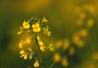 Por que, diferentemente do trigo, a canola deve ganhar mais espaço na safra de inverno do RS