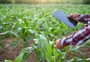 Projeto lançado na Expointer leva consultoria com IA a até 250 produtores gaúchos