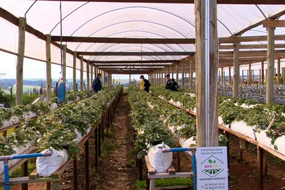 Diversificação e sucessão garantem o futuro da agricultura familiar no RS<!-- NICAID(16088126) -->