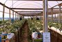 O Programa Nacional de Crédito Fundiário fortalece a agricultura familiar e beneficia campo e cidade
