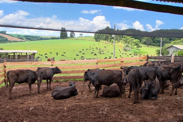 Reprodução RBS TV / Divulgação Reprodução RBS TV / Divulgação