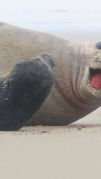 elefante marinho nasce na Praia do Cassino<!-- NICAID(16383015) -->