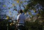 Veja fotos da chegada da primavera em Porto Alegre e em Caxias do Sul