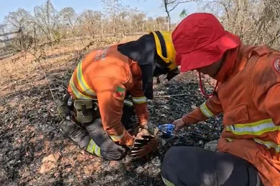 Bombeiros gaúchos resgatam animais silvestres de queimadas no Pantanal<!-- NICAID(15866850) -->