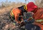 Bombeiros gaúchos resgatam animais silvestres de queimadas no Pantanal; veja vídeo