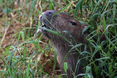 Capivaras se tornam animais rotineiros na cidade. Em Porto Alegre, na Av Ipiranga, uma família da espécie vive às margens do Arroio Dilúvio.Indexador: DF<!-- NICAID(16047235) -->