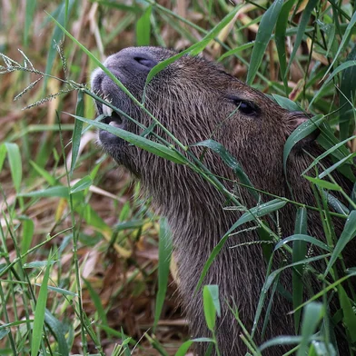 Capivaras se tornam animais rotineiros na cidade. Em Porto Alegre, na Av Ipiranga, uma família da espécie vive às margens do Arroio Dilúvio.Indexador: DF<!-- NICAID(16047235) -->