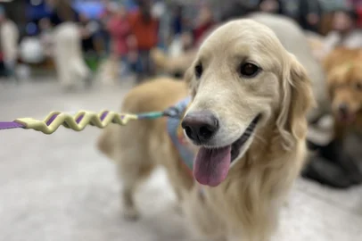 Cães da raça Golden Retriever participam de encontro em shopping de Passo Fundo.