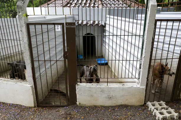 Camila Hermes / Agencia RBS image