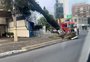 Árvore de grande porte fica suspensa sobre fios na Avenida Goethe, em Porto Alegre
