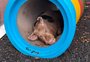 Porco resgatado na BR-116 ocupa espaço destinado a cães e já ganhou nome em abrigo de Canoas