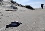 Pinguins mortos são encontrados em Balneário Pinhal