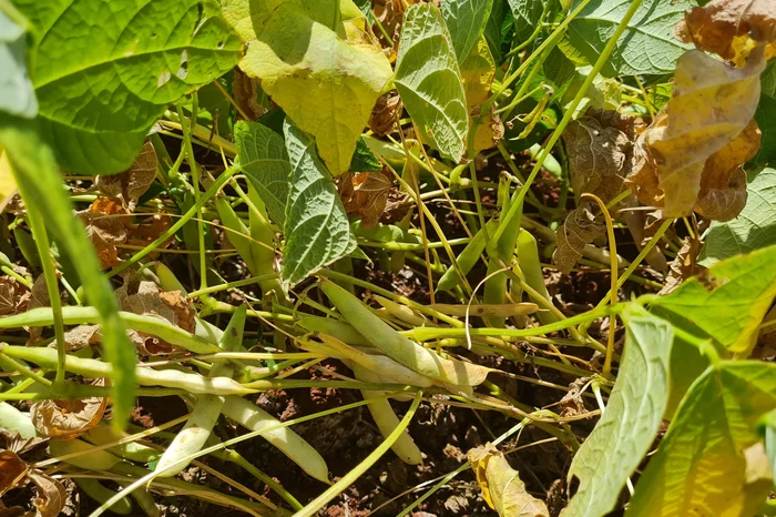 Emater / Divulgação