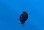 Peixe "diabo negro" é visto pela primeira vez durante o dia; veja o vídeo de pesquisadores espanhóis