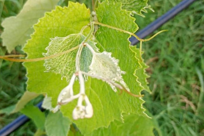 Associação dos Vinhos Finos da Campanha Gaúcha / Divulgação