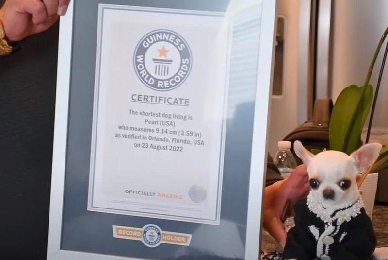 A chihuahua Pearl foi eleita pelo Guinness World Records como o menor cachorro do mundo vivo<!-- NICAID(15400674) -->