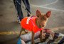 Farroupilha promove campanha de adoção de cães