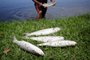 Imbé, RS, Brasil, 14-02-2024: Morte de peixes na Lagoa do Braço Morto preocupa habitantes de Imbé, no litoral norte. Foto: Mateus Bruxel / Agência RBSIndexador: Mateus Bruxel<!-- NICAID(15679075) -->